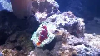 Maroon Clown Fish Hosting a Bubble Tip Anemone
