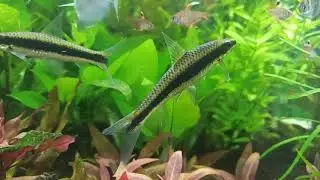 Akwarium 375L