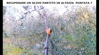 Come recuperare un ulivo troppo alto. Sbassare. Corso di potatura olivo - Puntata 7