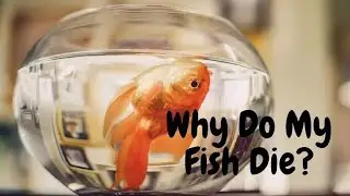 Why Your Fish Die Early &ndash; 6 Common Mistakes&rdquo;