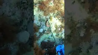 pesca polpo in tana😍😍