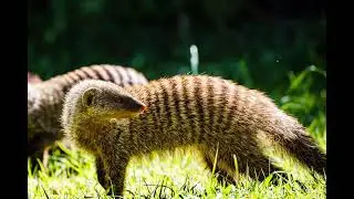 Mongoose Sound / Mongoose Sound Effect / Rodent Animal Sounds