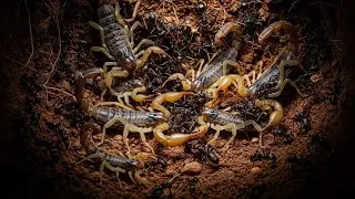 Up Close Wild Black Scorpion Battling Ants in Nature