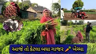આજે તો કેટલા બધા ગાજર 🥕 ખેચ્યા🥰🥕🥰