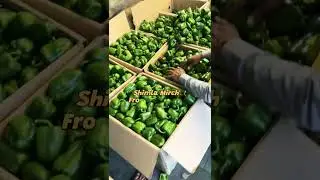 Fruit Uncle @ Shimla mandi | Capsicum | Beans | Best Quality |