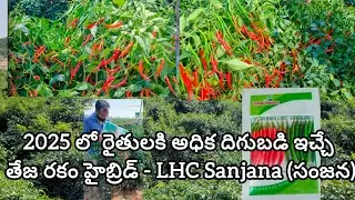 Mirchi Cultivation in Telugu #chilli #hotpepper #khammam #kurnool #gadwal