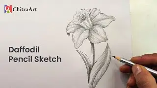 Daffodil Flower Drawing | Pencil Shading