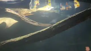 Male guppy are awesome 👌 thanks almost to 1k subscribers 🙌 😀 