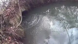 Ma che bel carpello marcondirondirondello!