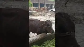 CATTLE HEALTH  is live! Red water in heifers.#viral #cow #heifers #redwater #trending #animals 