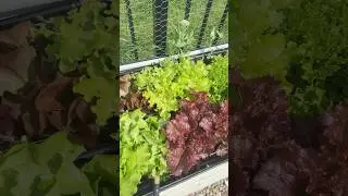 Эффективная совместная посадка растений в весеннем саду!