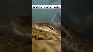 🥵World's Biggest Snake Cought on Camera