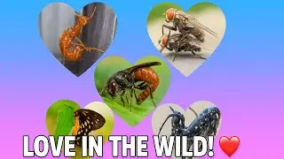 Insect Love Moments Hidden Romance