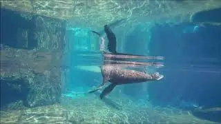 Watch Kaiako the New Zealand fur seal practise retrieval training at Auckland Zoo!