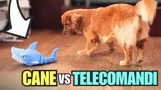 CANE REAGISCE A GIOCHI TELECOMANDATI in casa