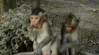 Orphaned monkey Copper is SO Smart