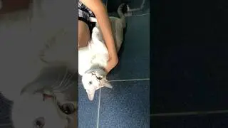 SuKem nghe lời v&agrave; nịnh chị #tramymeo #tramy #pets #cat #cats #sukem #nuoimeo #m&egrave;ohoangđẹp #m&egrave;ohoang