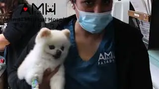 Experience Advanced Veterinary Care: Ultrasound Exam at Animal Medical Hospital of Pasadena