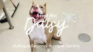 Adopt Daisy!