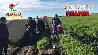 042 4G120A Stevia reaper Yancheng Mingyue  whatsapp +8618262494472