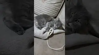 Grey Car Fighting Demons  #cat #cats #funnycats #animals #funny
