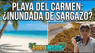 Playa del Carmen: &iquest;Para&iacute;so o Pesadilla? 🤢 Buscando playas LIMPIAS en pleno desastre