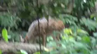 Thenmala Deer Park.MPG
