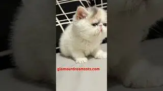 Exotic Shorthair Kittens available now! #cfacats #seattle #breeding  #cute #catheaven #cattery