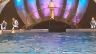 Dolphin Show at Georgia Aquarium