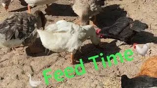 #pets #petchickens #petgoose #babychicks #birds #birdlovers_bestpets #animallover #pets #socute