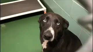 Northern dog intakes