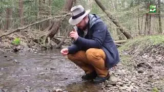 Animal of the Week: Stream Insects