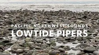 HD Video: Pipers Foraging at Low Tide,  Strait of Juan de Fuca