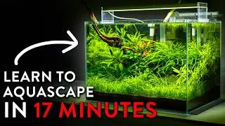 Aquascaping Beginners Tutorial | A Complete Step By Step Tutorial