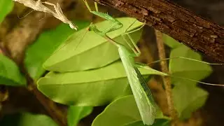 [4K] Spread That Wings! Watch Male Praying Mantis Final Molt to Adulthood