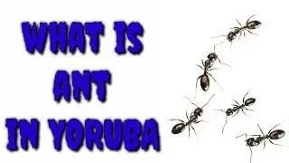 How to say ANT in Yoruba Language, What is ANT in Yoruba Language?