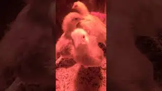 #chicks #jesus #chickens #learning #feather #brooder #fun #hens #thegirls #egg #beek #fly #heat