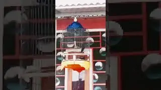 Kacer dada hitam gacor