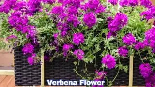 Easily Grow Plant for Home
