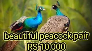 peacock price lahore birds markeet/price update/&lrm;/@omerbirds