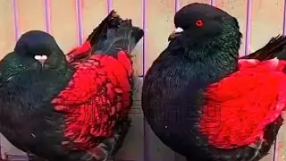 Amazing fancy pigeon varieties & Breeding fancy pigeons || fancy pigeon name - Modena Pigeons