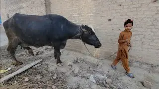 Buffalo care | Buffalo calf video | Chacha Bhatija 