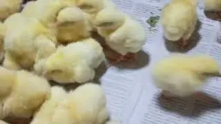 Broiler Chicken Production 