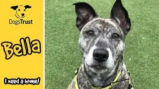 Bella the crossbreed loves snuggles! | Dogs Trust Ilfracombe