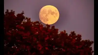 Atmospheric Improv Set - Hunter's Moon
