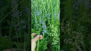 ВЕРОНИКА ЛЕКАРСТВЕННАЯ - очень красивая и полезная травка