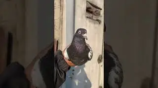 24 घंटे ठंडी हवा से भी मर जाता है कबूतर