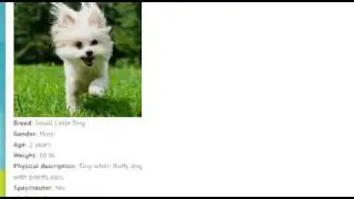 PetHub: How to Link a Pet to a Digital ID Tag