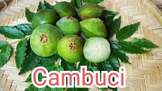 CAMBUCI a fruta pouco conhecida com BENEF&Iacute;CIOS gigantes para sua sa&uacute;de!