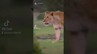 Extrait du vid&eacute;o - Les Lionnes (Vid&eacute;o compl&egrave;te sur notre cha&icirc;ne) @mostorekech